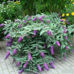 Dwarf Butterfly Bush 'Dreaming Lavender'